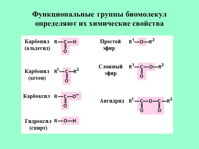 Функциональные группы биомолекул определяют их химические свойства Карбонил (альдегид) Карбонил (кетон) Карбоксил  Гидроксил